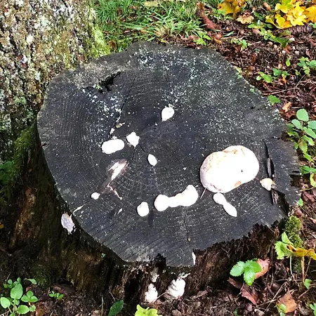 Rustikale Wanderhuette Am Angelteich