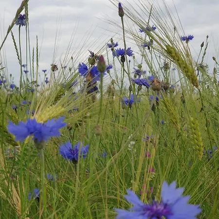 Rustikale Wanderhuette Am Angelteich *