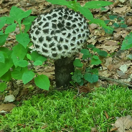 Appartement Rustikale Wanderhuette Am Angelteich *