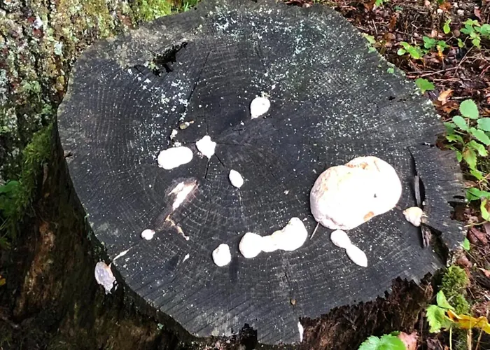 Rustikale Wanderhuette Am Angelteich