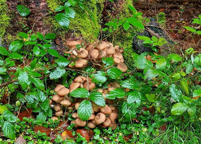 Rustikale Wanderhuette Am Angelteich דירה