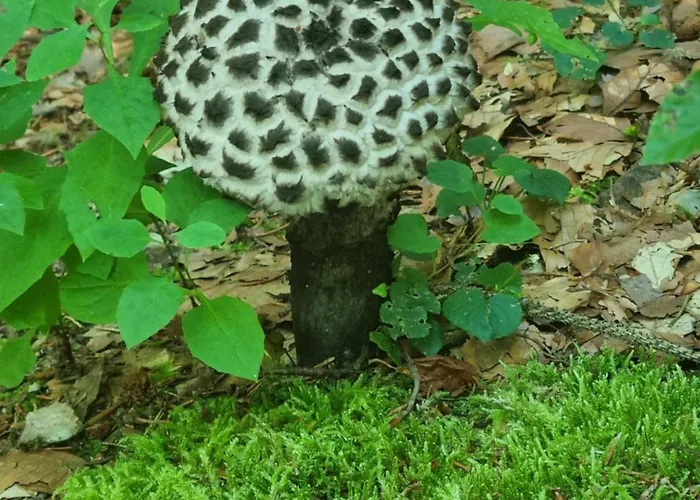 דירה Rustikale Wanderhuette Am Angelteich *